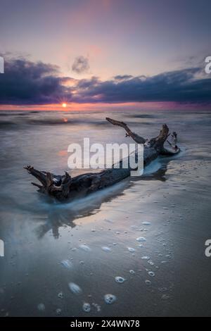 Driftwood sur une plage de la mer Baltique au coucher du soleil, Lituanie Banque D'Images