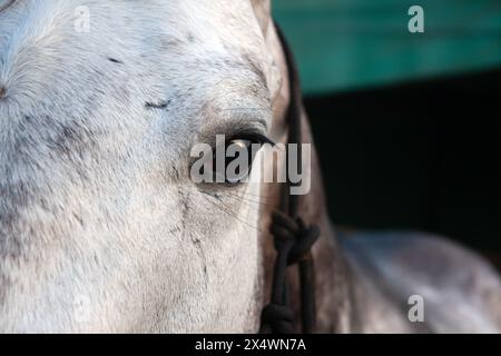 Gros plan du visage d'un cheval blanc Banque D'Images