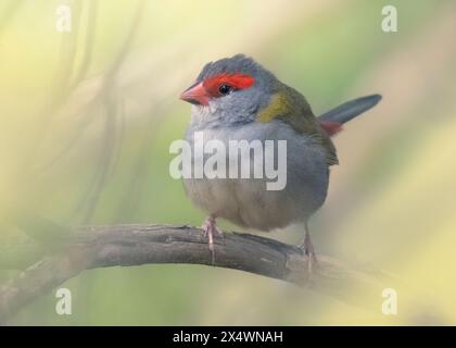 Un finlandais sauvage à sourcils rouges (Neochmia temporalis) perché sur une branche, Australie Banque D'Images