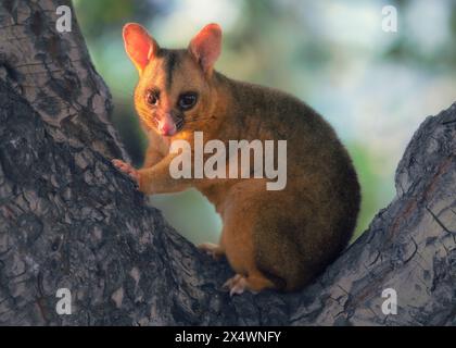 Portrait d'un Possum à queue de brousse commune (Trichosurus vulpecula) de couleur sauvage dorée assis dans un arbre, Australie Banque D'Images