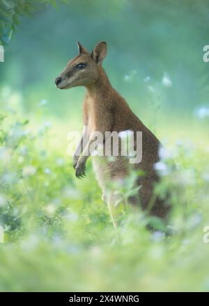 Wallaby agile sauvage (Macropus agilis jardinii) debout au milieu des fleurs sauvages dans un pré, Australie Banque D'Images