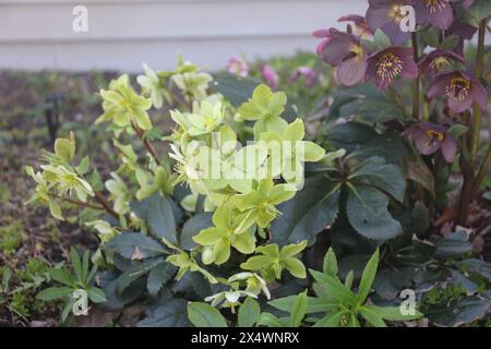 Fleurs d'hellebore vert clair et jaune et fleurs d'hellebore marron fleurissant, dans un jardin, au printemps, à Trevor, Wisconsin, ÉTATS-UNIS Banque D'Images