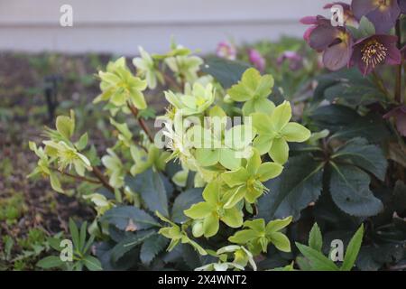 Fleurs d'hellebore vert clair et jaune et fleurs d'hellebore marron fleurissant, dans un jardin, au printemps, à Trevor, Wisconsin, ÉTATS-UNIS Banque D'Images