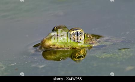 Pelophylax ridibundus aka grenouille des marais européens. Réflexion sur la surface de l'eau. Banque D'Images