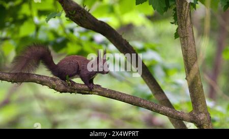 Sciurus vulgaris aka l'écureuil rouge (forme noire) grimpe sur l'arbre au printemps. Banque D'Images