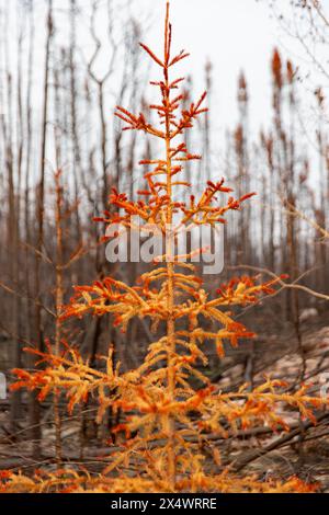 Épinette orange vif brûlée dans un feu de forêt, Territoires du Nord-Ouest, Canada. Plus de 4 millions d'hectares de forêt brûlés en 2023. Banque D'Images