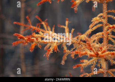 Épinette orange vif brûlée dans un feu de forêt, Territoires du Nord-Ouest, Canada. Plus de 4 millions d'hectares de forêt brûlés en 2023. Banque D'Images