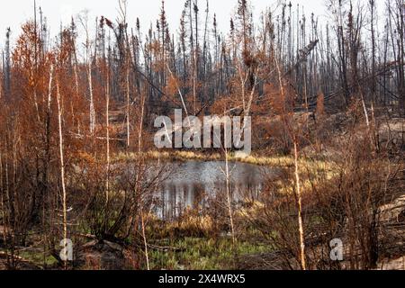 Étang entouré d'arbres brûlés par des feux de forêt, le long de la route 3 (Yellowknife), Territoires du Nord-Ouest, Canada. Plus de 4 millions d'hectares de forêt brûlés. Banque D'Images