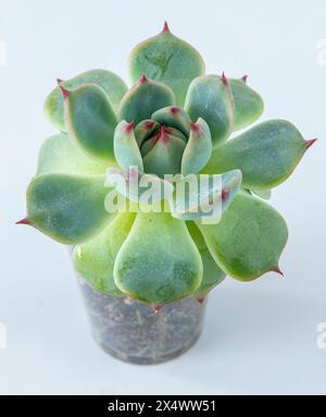 Plante Haworthia cooperi succulente en pot. Petite fleur verte sur fond blanc Banque D'Images