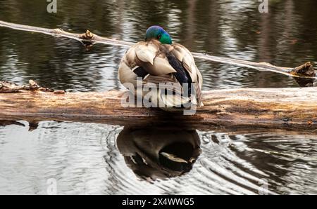 Canard colvert mâle reposant dans une aire de conservation de l'île de Vancouver. Banque D'Images