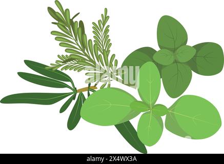 Illustration vectorielle d'herbes provençales isolée dans un style de dessin animé. Série d'herbes et d'espèces Illustration de Vecteur
