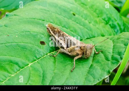 Sauterelle sur Callaloo Leaf Banque D'Images