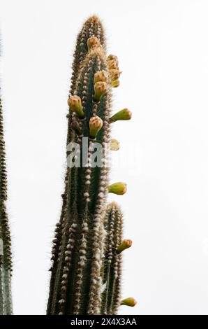 Cereus Repandus avec des fleurs Banque D'Images