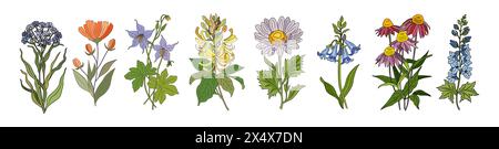 Ensemble d'illustrations vectorielles colorées de fleurs sauvages. Illustration de Vecteur