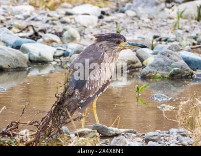 Héron nocturne juvénile à couronne noire (Nycticorax nycticorax) Agia Varvara, Chypre. Banque D'Images