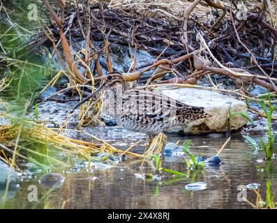 Le Grand Snipe (Gallinago media) Agia Varvara, Chypre Banque D'Images