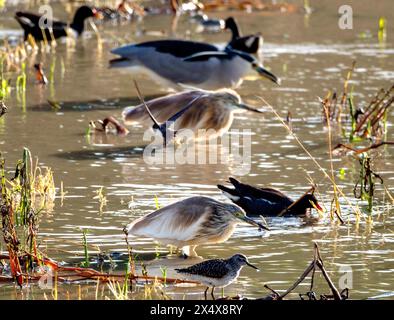 Le héron Squacco, le héron noir couronné de nuit et divers échassiers se nourrissent à Agia Varvara, Paphos, région de Chypre. Banque D'Images