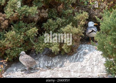 Une mouette mère avec son bébé qui est sortie du nid sur un rocher entouré de plantes vertes Banque D'Images