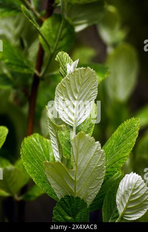 Brindille d'Aria rupicola gros plan - feuilles fraîches sur l'arbre Banque D'Images