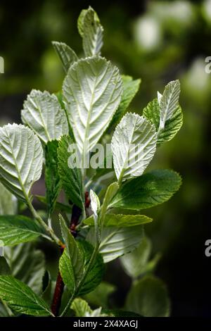 Feuilles d'un arbre à poutre blanche de roche (Aria rupicola) des deux côtés - branche printanière photographiée de près. Banque D'Images