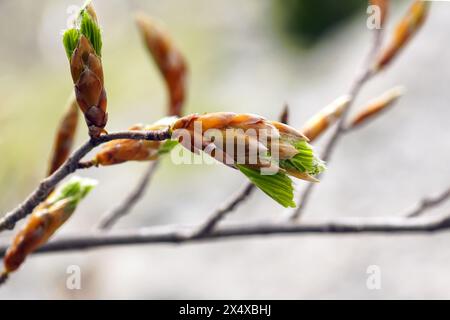 Bourgeons avec des feuilles rapprochées - branches de hêtre au printemps. Nature du Mont Orjen, Monténégro. Banque D'Images