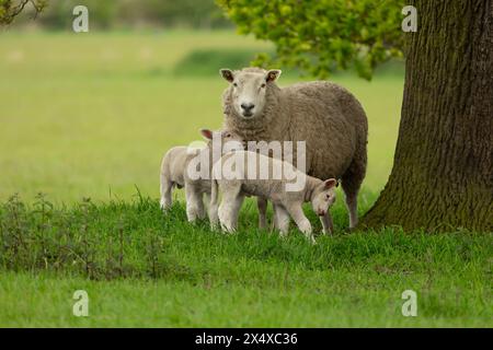 Moutons et agneaux, Une mère mouton et ses deux agneaux jumeaux au printemps. Un moment tendre entre maman et ses bébés dans un champ vert luxuriant. Yorkshire de l'est Banque D'Images