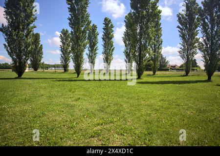 Peupliers dans une clairière d'un parc encadrant un poteau électrique au loin par une journée ensoleillée Banque D'Images