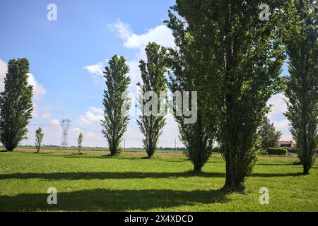 Peupliers dans une clairière d'un parc encadrant un poteau électrique au loin par une journée ensoleillée Banque D'Images