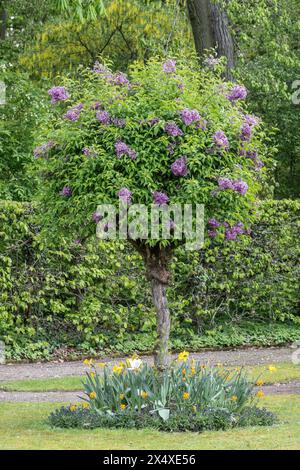 Jardin russe dans le parc du palais du Belvédère, Weimar, Thuringe, Allemagne Banque D'Images