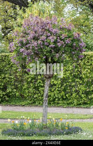 Jardin russe dans le parc du palais du Belvédère, Weimar, Thuringe, Allemagne Banque D'Images