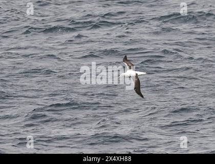 Albatros Southern Royal (Diomedea epomophora), en vol Océan Austral Banque D'Images