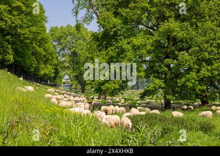 Moutons prenant soin des hautes herbes à Cologne un jour de printemps Banque D'Images