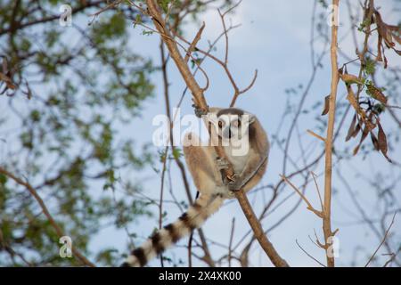 Lémurien à queue annulaire sur la faune insulaire de Madagascar, en habitat naturel. primate mignon et curieux avec de grands yeux. Célèbre lémurien Banque D'Images