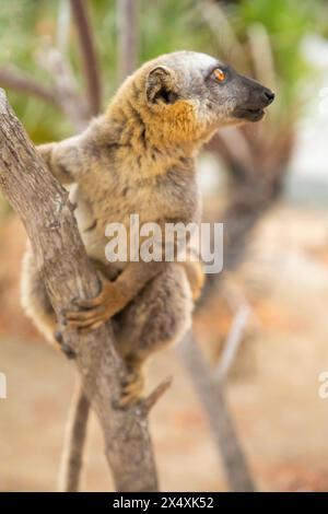 Mignon lémurien brun commun (Eulemur fulvus) aux yeux orange. Animal endémique menacé sur tronc d'arbre dans l'habitat naturel, réserve Kimony. Exotique malgache Banque D'Images