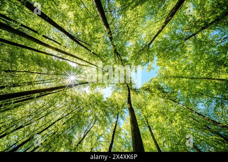 Observer le soleil jeter un coup d'œil à travers les branches des arbres dans un cadre forestier naturel, créant un beau jeu de teintes et de nuances sur la terre Banque D'Images