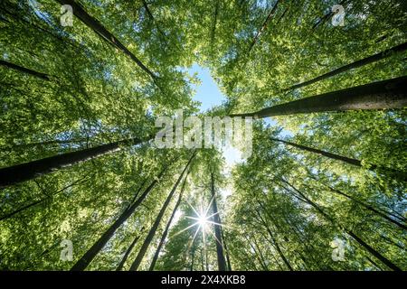 Observer le soleil jeter un coup d'œil à travers les branches des arbres dans un cadre forestier naturel, créant un beau jeu de teintes et de nuances sur la terre Banque D'Images
