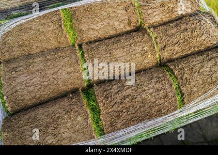 Vue de dessus de gazon étroitement enroulé fixé avec un filet, mettant en évidence des couches d'herbe verte et de terre Banque D'Images