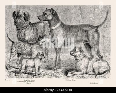 Illustration de chien de race pure du 19e siècle. Illustration vintage exquise, capturant la présence royale d'un seul chien distingué de race pure. Banque D'Images