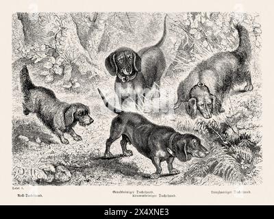 Illustration de chien de race pure du 19e siècle. Illustration vintage exquise, capturant la présence royale d'un seul chien distingué de race pure. Banque D'Images