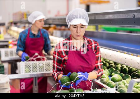 Employée féminine qualifiée en uniforme inspectant la qualité de l'avocat dans la boîte à l'usine de tri Banque D'Images