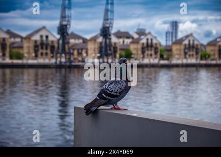 gros plan sur le corps entier d'oiseau pigeon de course de vitesse Banque D'Images