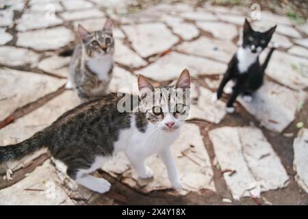 Les chats de rue implorent de se promener dans les rues de Corfou en Grèce Banque D'Images