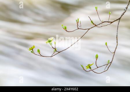 DOGWOOD MERCED RIVER YOSEMITE PARC NATIONAL CALIFORNIE ÉTATS-UNIS Banque D'Images