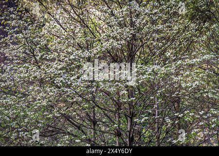 DOGWOOD HOUSEKEEPING CAMP YOSEMITE NATIONAL PARK CALIFORNIA USA Banque D'Images