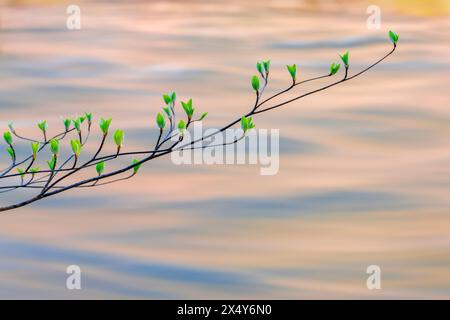 DOGWOOD SUR MERCED RIVER DOGWOOD BEND PARC NATIONAL YOSEMITE CALIFORNIA USA Banque D'Images