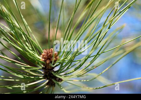 Ponderosa Pine pollen cônes bourgeonnant Banque D'Images