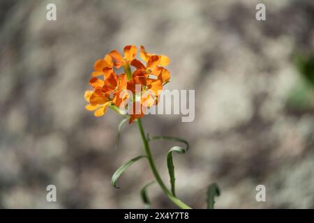 WESTERN Wallflower Banque D'Images