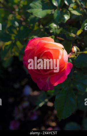 Portrait d'une rose rouge Banque D'Images