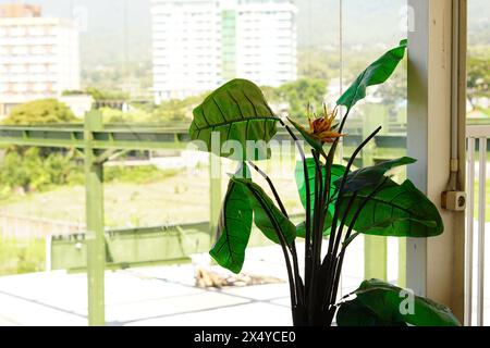 Les larges feuilles d'une fausse plante décorent la pièce avec du verre transparent derrière elle Banque D'Images