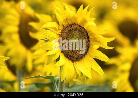 Gros plan d'un tournesol jaune vif dans un champ de tournesols. Banque D'Images